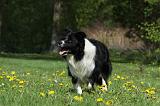 BORDER COLLIE 919